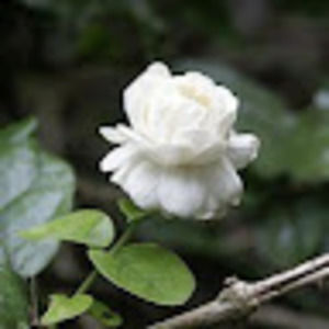 Meet your Posher, Paria